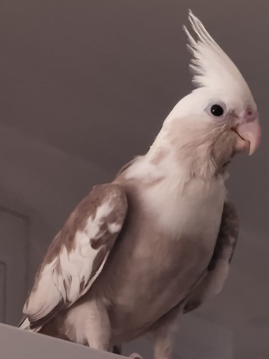 Fly