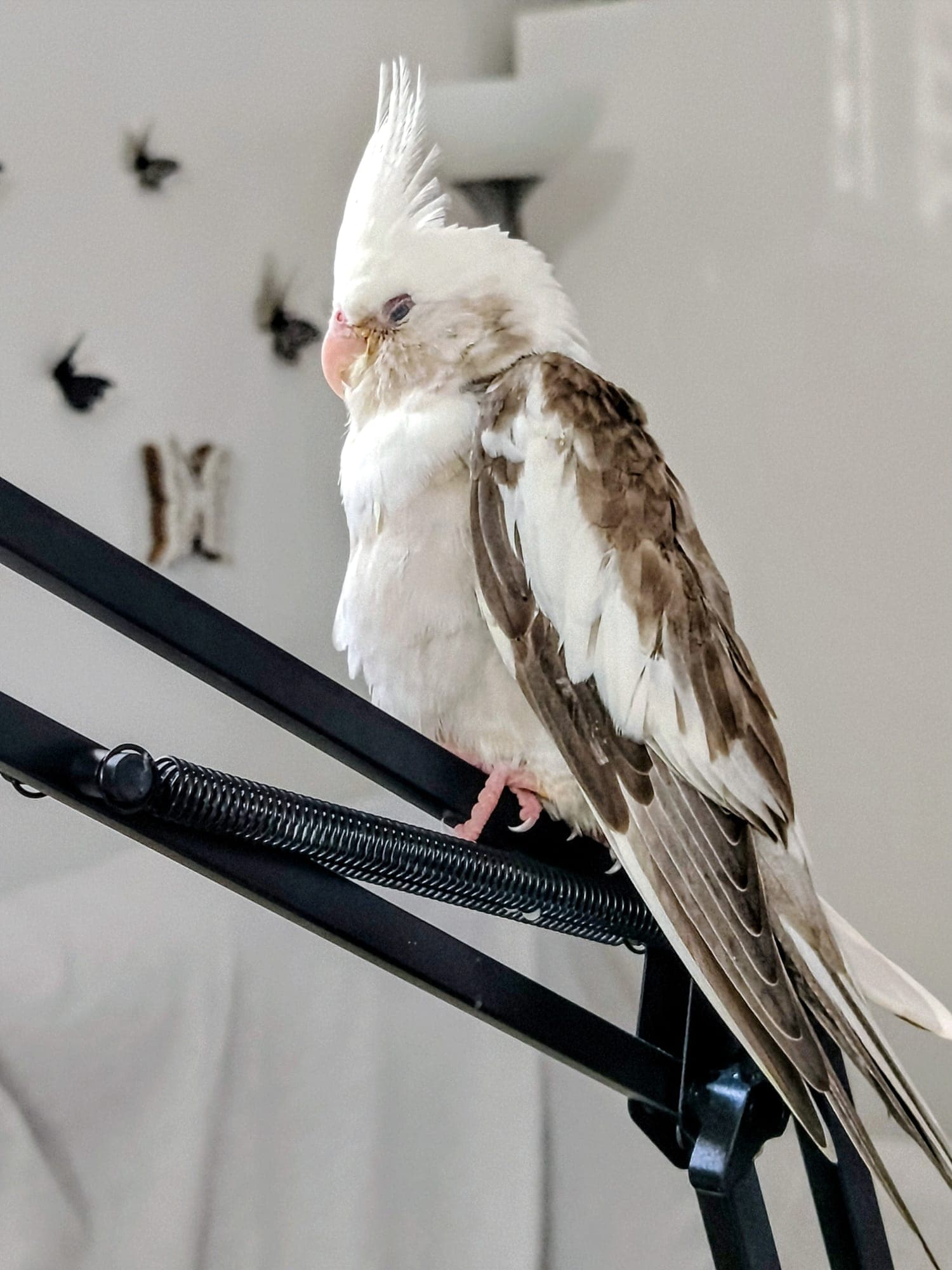 Fly — Il piccolo gufo