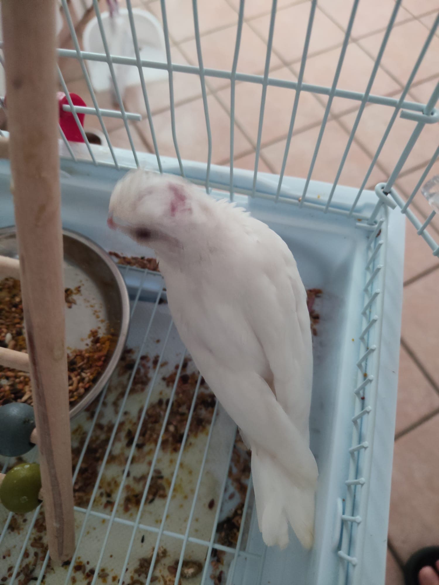 Ice — Dal calamo alla piuma