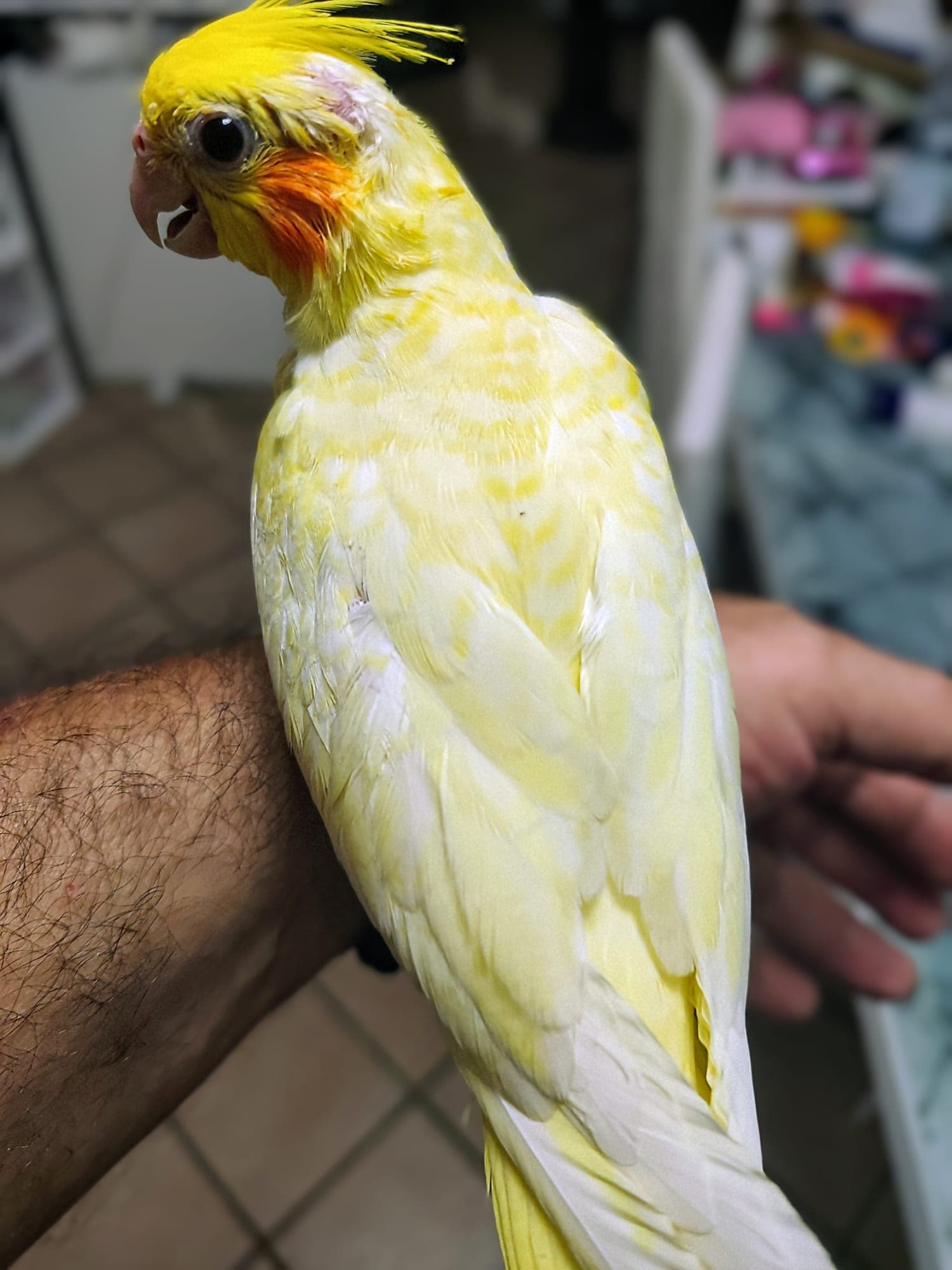 Lemon — Il colore di Lemon prende forma