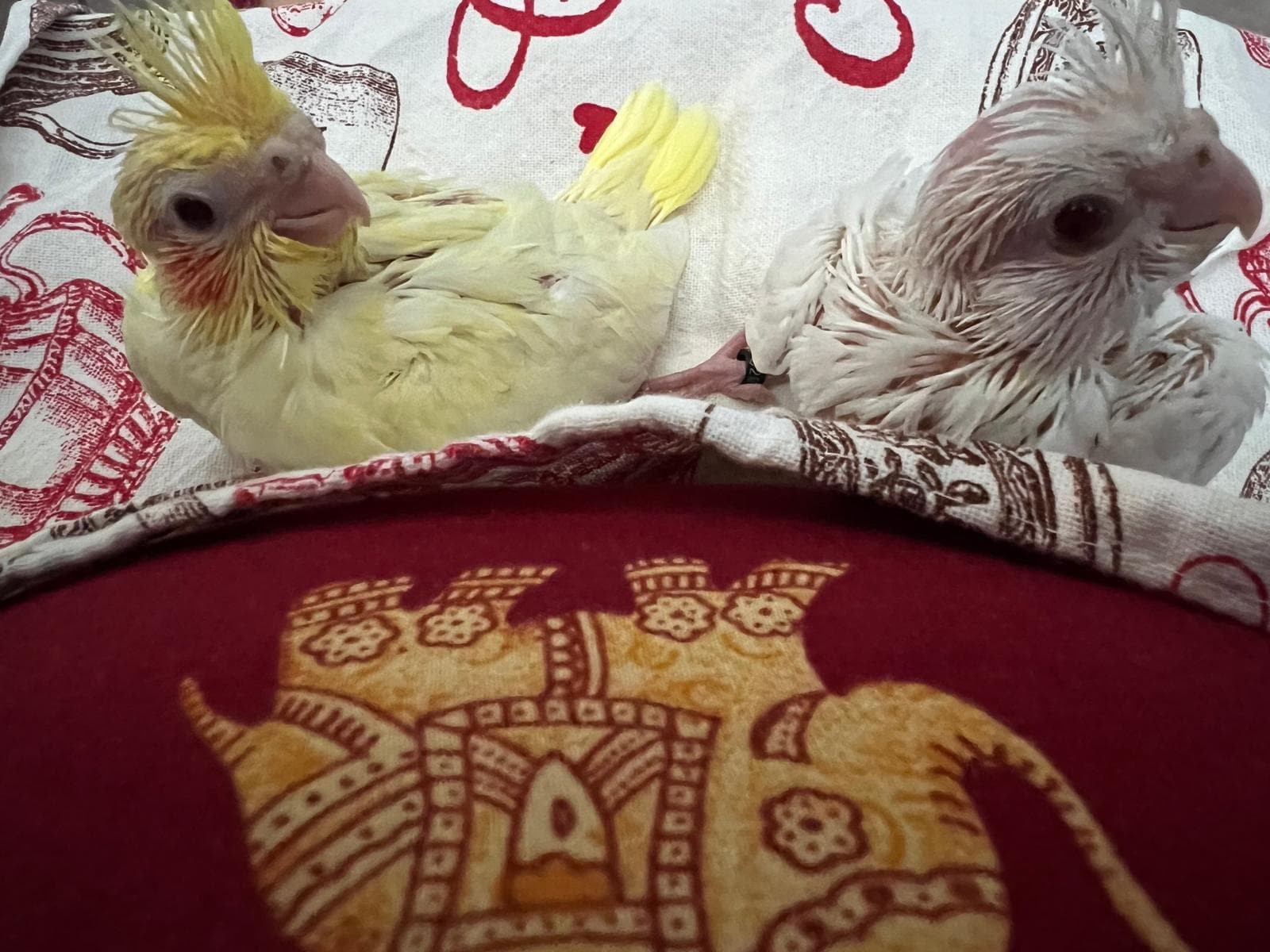 Ice — Le prime coccole con mamma