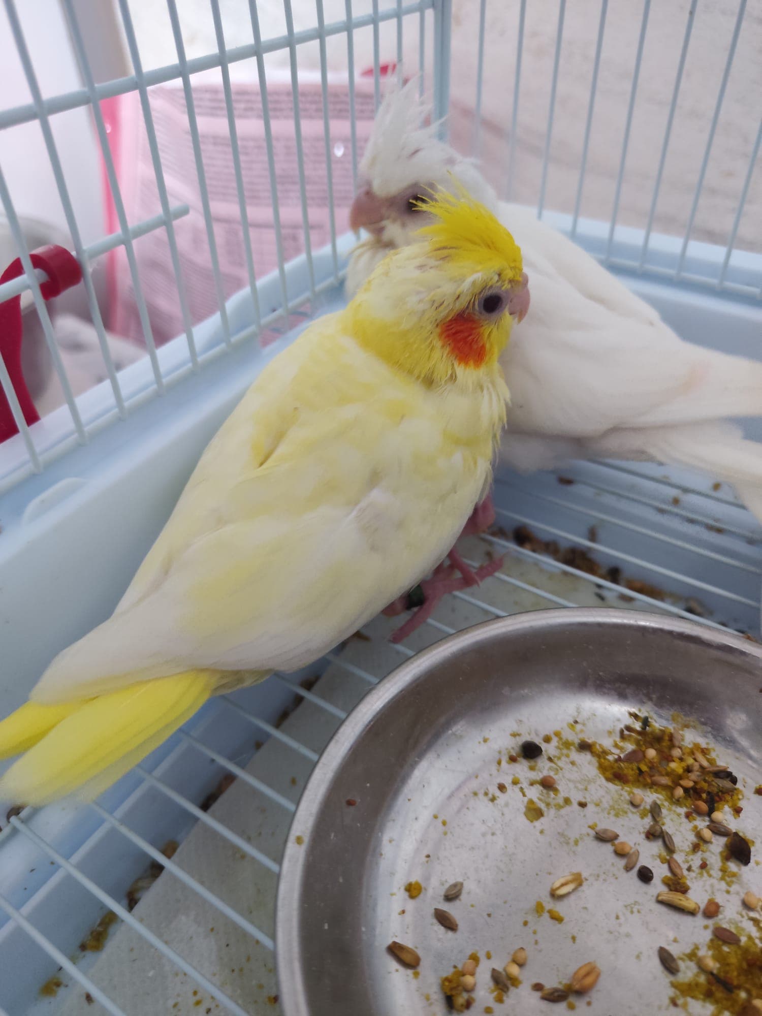 Lemon — Le prime piume gialle