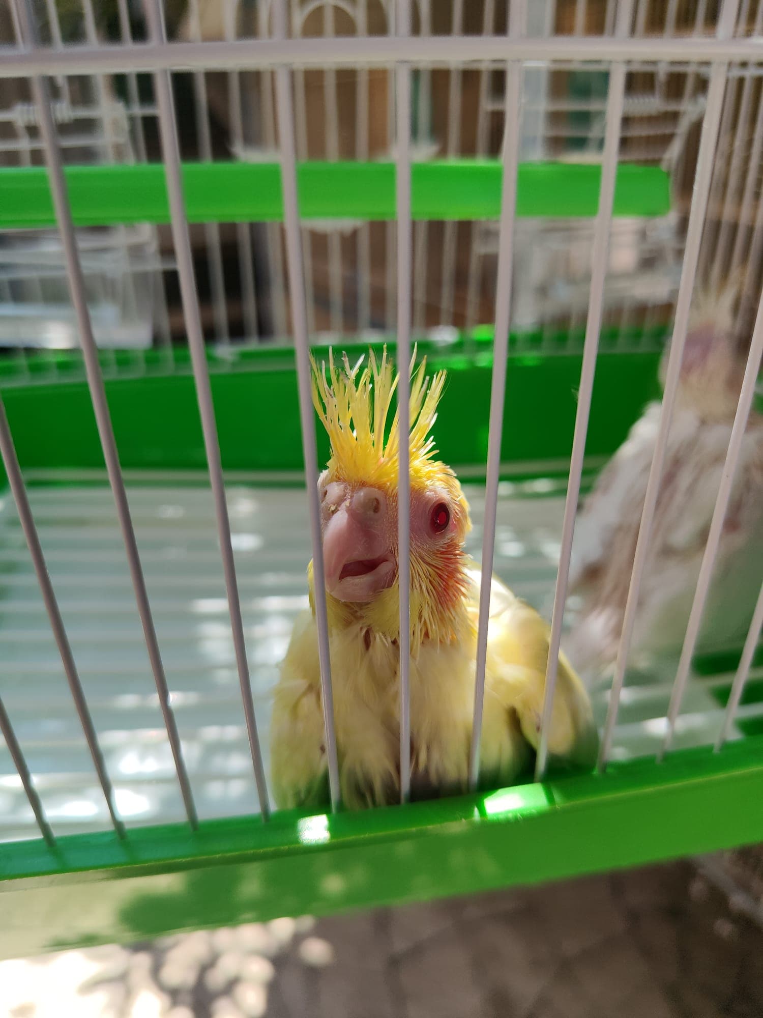 Lemon