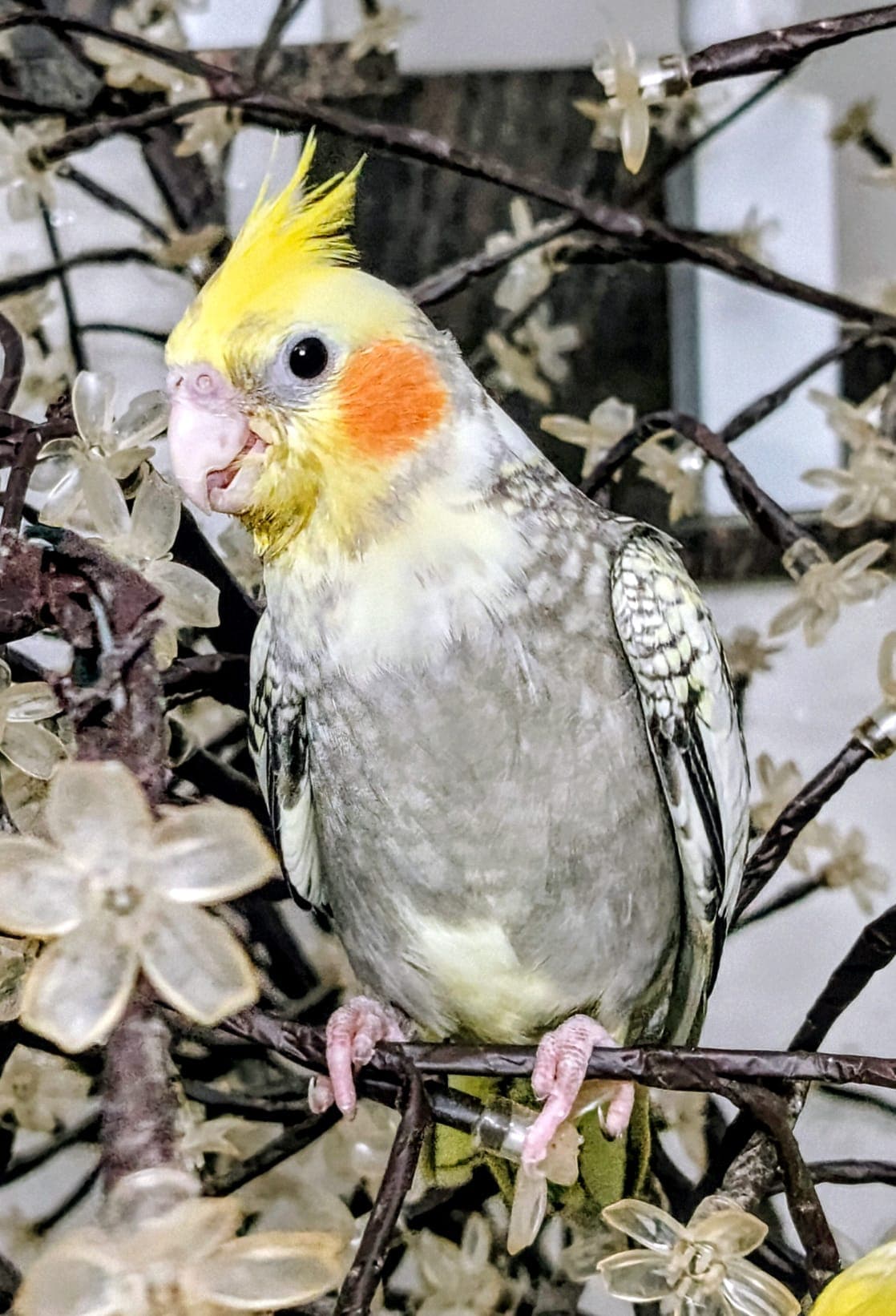 Trilly — Sempre più coccolona