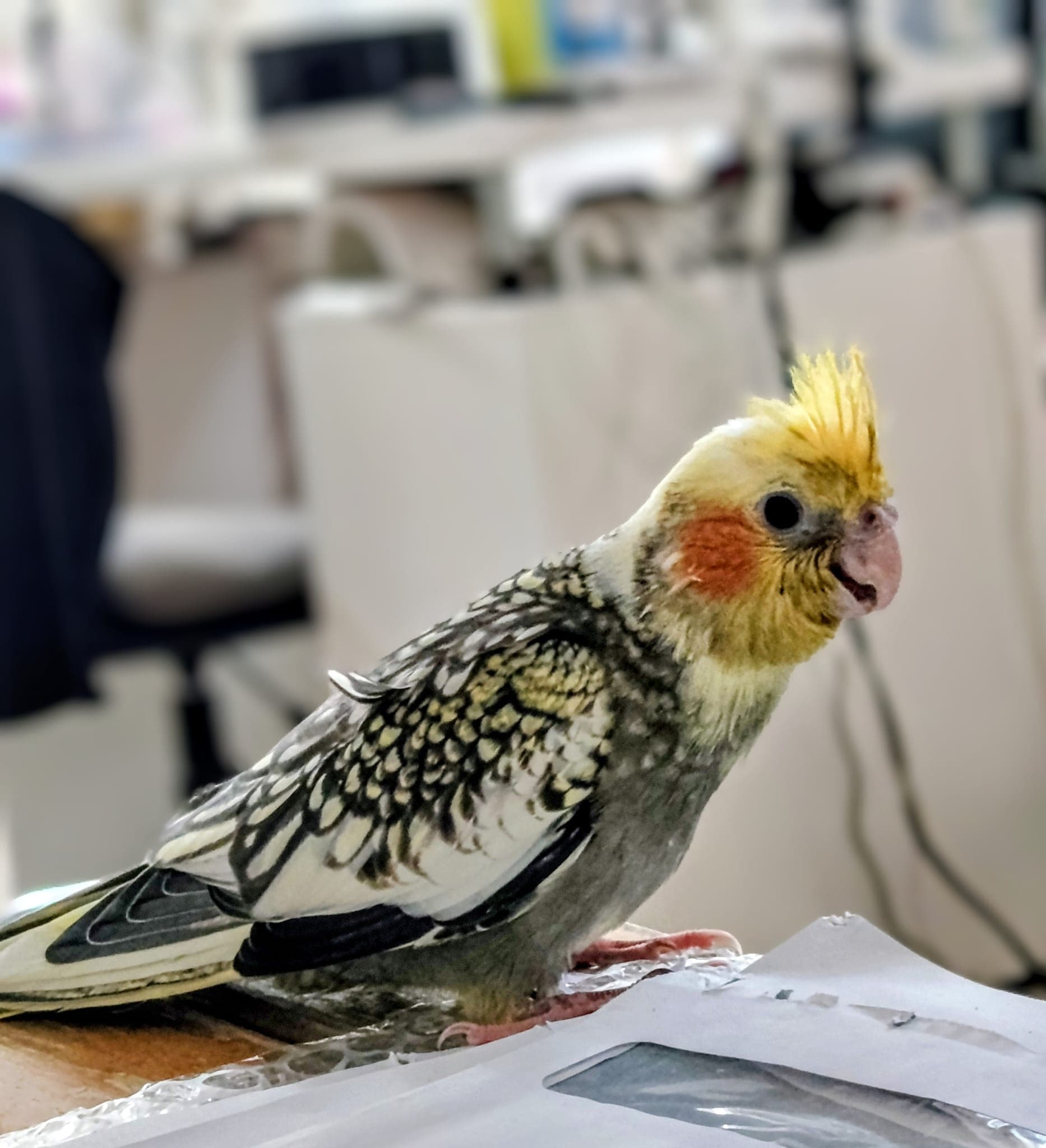 Trilly — Il ciuffo ricresce