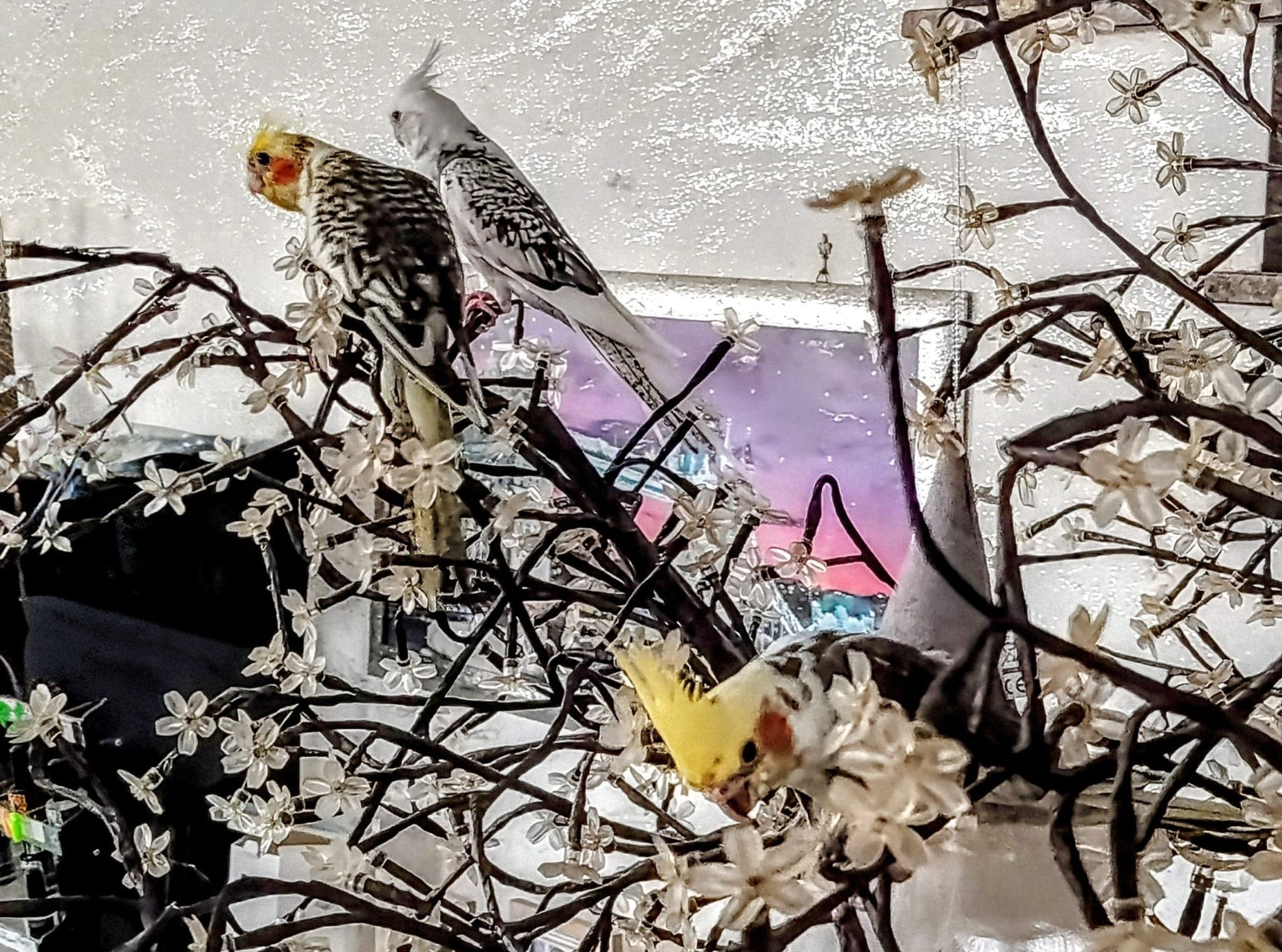 Il Trio